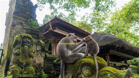 Monkey Forest Ubud Bali - Things Need To Know Before Visiting