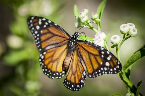 Close-up Of Monarch Butterfly Image Free Photo