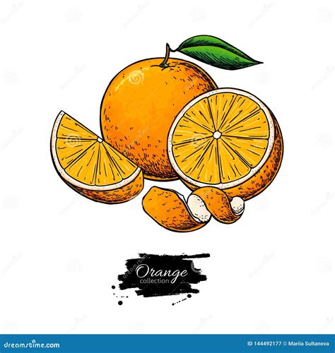 Orange Vector Drawing. Summer Fruit Color Illustration. Isolated Hand ...