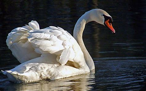 Swans And Black Swans | Animal Photo