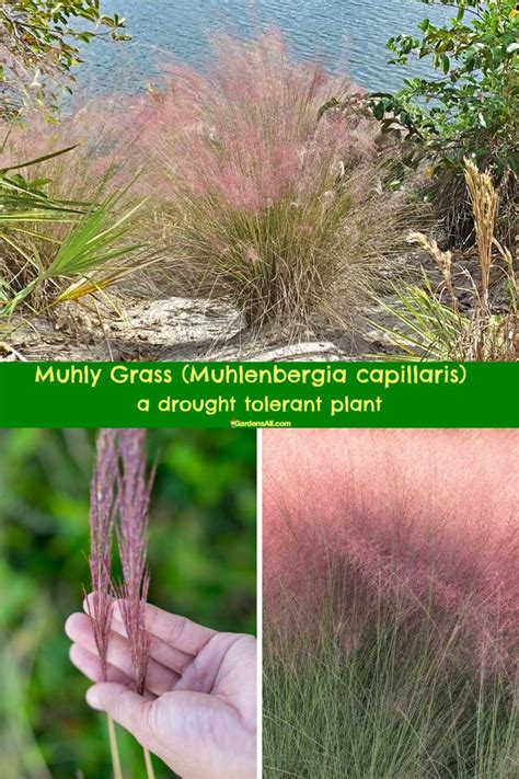 Florida Drought Tolerant Plants, Good for Southern US and Beyond ...