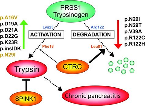 Trypsin enzyme function, production, cleavage & trypsin inhibitor