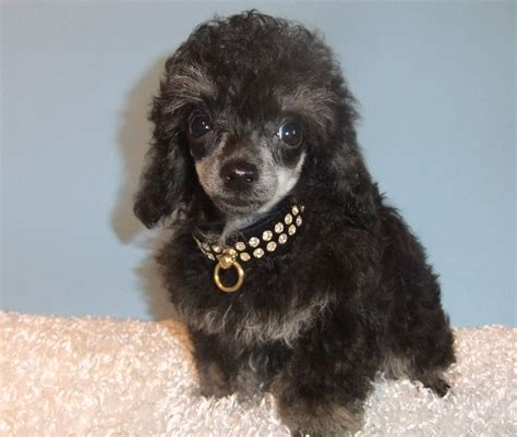 Teacup poodle puppies- Take a peek at some of our past puppies.