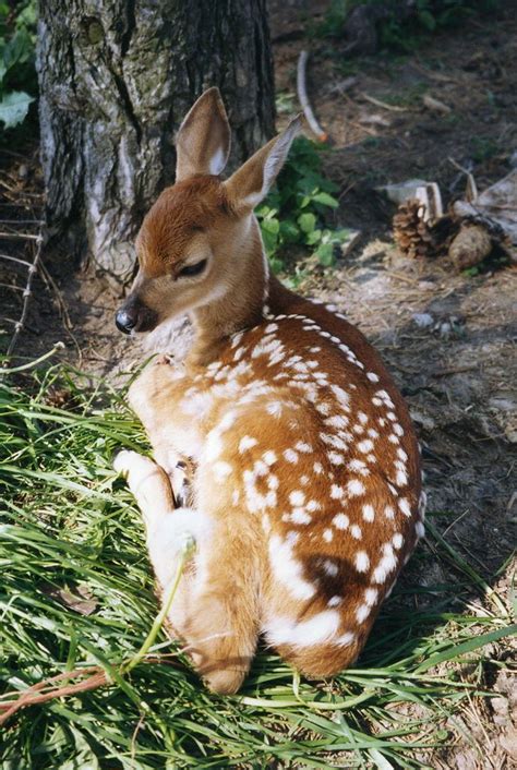 Fawn | Cuccioli di animale, Animali, Animali selvatici