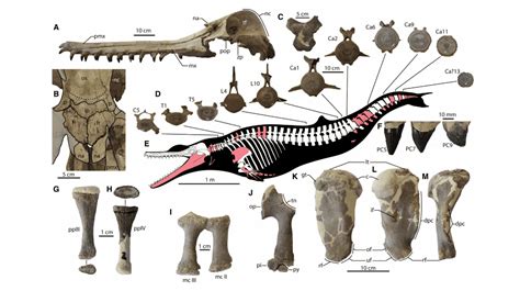 Fossil Friday: huge, ancient dolphin was the first echolocating apex ...