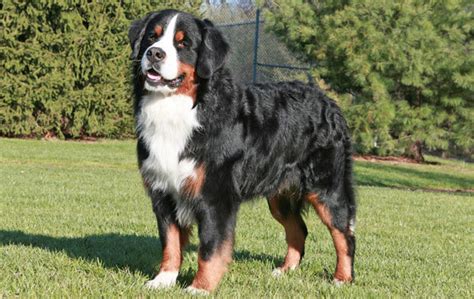 Bernese Mountain Dog Breed: Information, Facts and Pictures