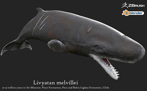 Livyatan melvillei by Christopher252 on DeviantArt | Prehistoric animals, Megafauna, Animals