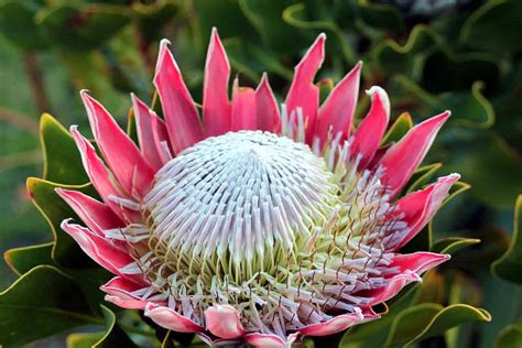 ค้นพบดอกไม้ประจำชาติของแอฟริกาใต้: The King Protea | Newagepitbulls