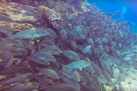 Mangrove red snapper | Lutjanus argentimaculatus