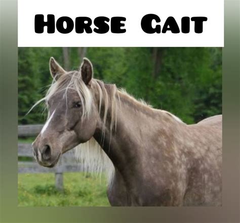 Horse Gait | Horses, Horse pictures, Types of horses