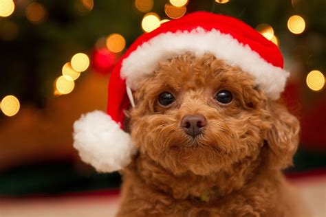 Cute Puppies Christmas Wallpapers - Wallpaper Cave