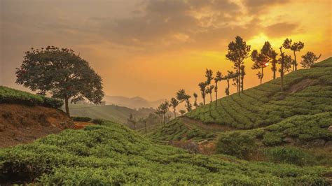 Munnar Travel Guide - Kerala Tourism Blog