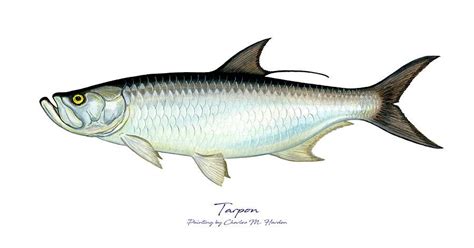 Charles Painting - Tarpon by Charles Harden | Fish, Fly fishing art, Fish art