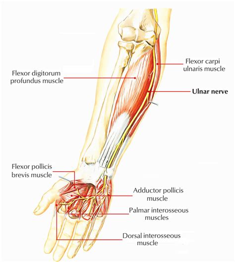 Easy Notes On 【Ulnar Nerve】Learn in Just 4 Minutes! – Earth's Lab