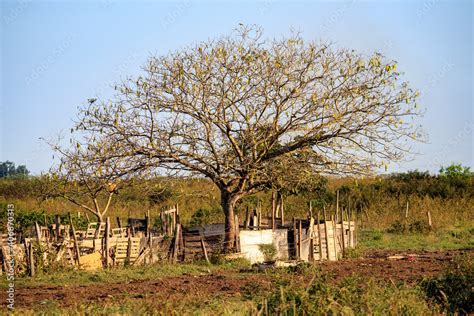 Albizia lebbeck Stock Photo | Adobe Stock