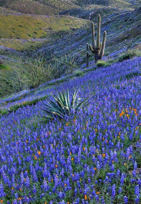 1000+ images about Texas Wildflowers on Pinterest | Arizona, Tulip and In the spring