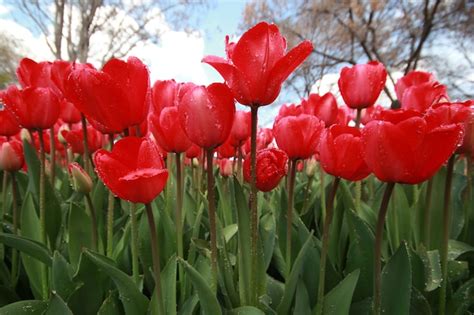 Premium Photo | Tulip garden