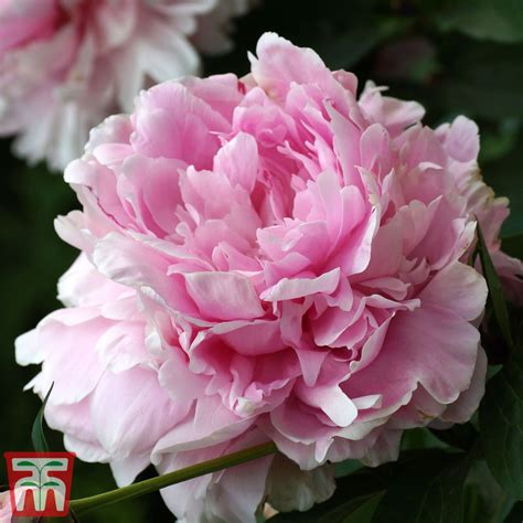 Pink Peony Varieties | ubicaciondepersonas.cdmx.gob.mx