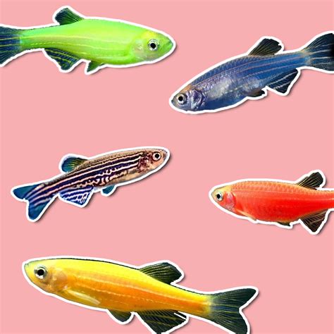 Zebra Danio Care Guide (9/10) Feeding, Breeding... | Fluvico