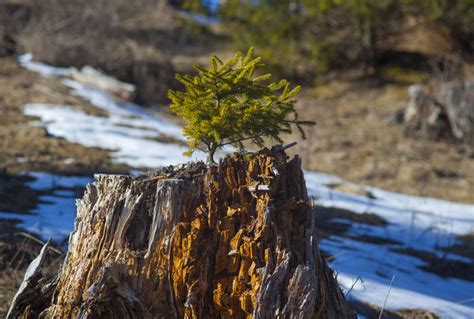 How to Stop Tree Stump from Sprouting | Lineage Tree Care