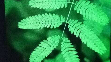 Interactive Tickle Me Plant, Mimosa Pudica Responds to Touch - YouTube