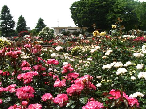 The New Normal: The Rose Garden