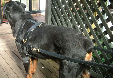 Dog Harness Carting/Drafting Leather - Petlovers NZ Ltd