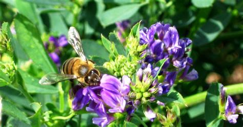 The Peace Bee Farmer: Alfalfa in Bloom