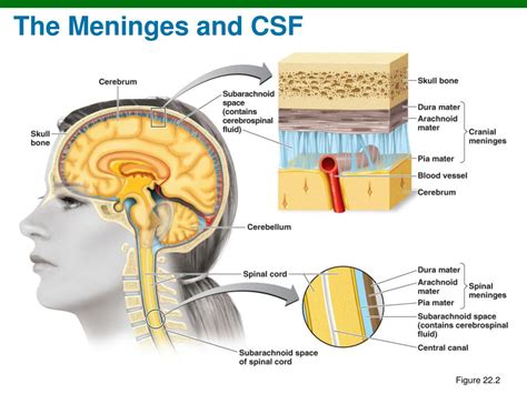 PPT - The Human Nervous System PowerPoint Presentation, free download - ID:6900903