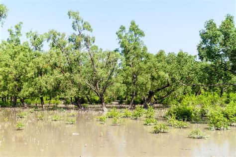 Sundarbans National Park in West Bengal [2020] | Sundarbans Forest - Treebo Blog