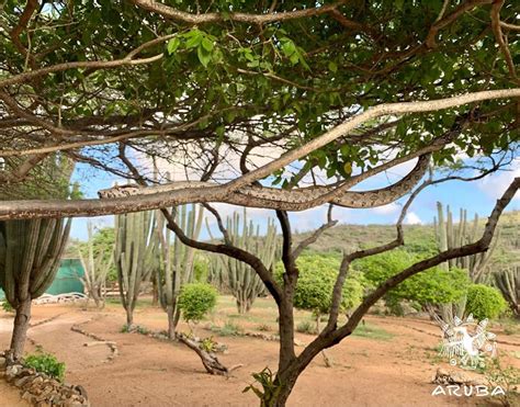 Aruba’s nature is to be cherished – Aruba Today