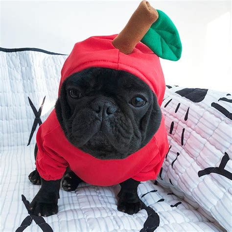 dog apple costumes for frenchies | funny bulldog halloween costumes – Frenchiely