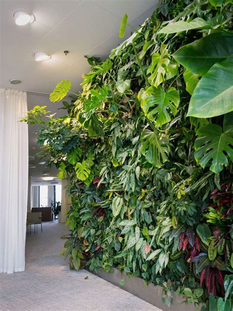 Plants For An Indoor Wall: Houseplants For Indoor Vertical Gardens