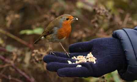 What Do Robins Eat? (Robin Food) | Bird Feeder Expert