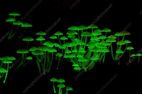 Bioluminescent mushrooms - Stock Image - C035/8730 - Science Photo Library