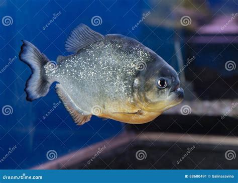 Piranha Fish stock image. Image of fish, river, piranha - 88680491