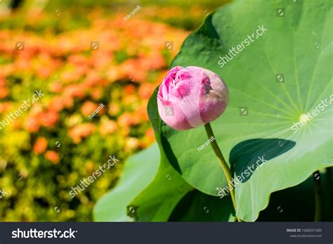 Beautiful Lotus Flower Thai Buddhist Temple Stock Photo (Edit Now ...