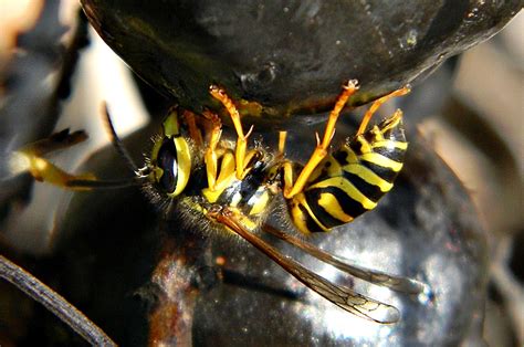 ABC Wildlife Blog I How To Remove A Yellow Jacket NestABC Humane Wildlife