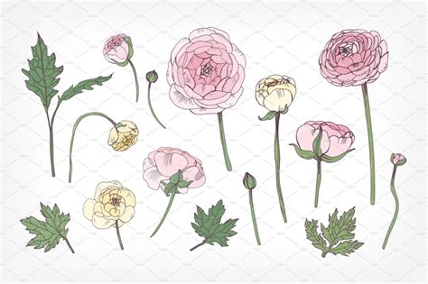 Set with ranunculus | Hand drawn vector illustrations, Calligraphy flowers, Hand drawn vector