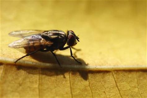 How Do Flies Turn into Maggots? | Animals - mom.me