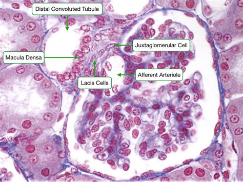 Histology Of The Urinary System Lab