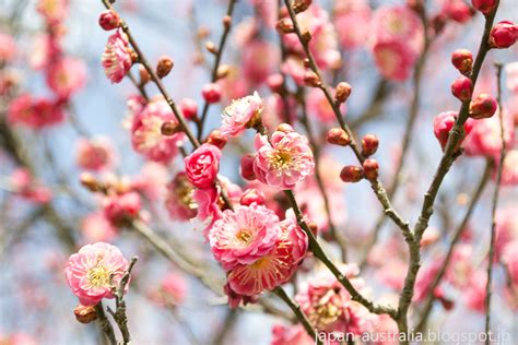 Japan Australia: Plum Blossoms at Bairin Koen