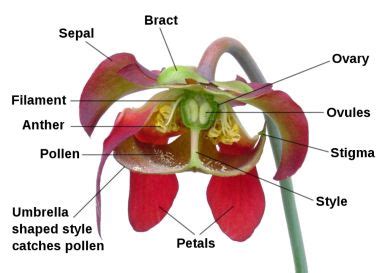 Ovary in Flowers | Definition, Structure & Functions - Video & Lesson ...