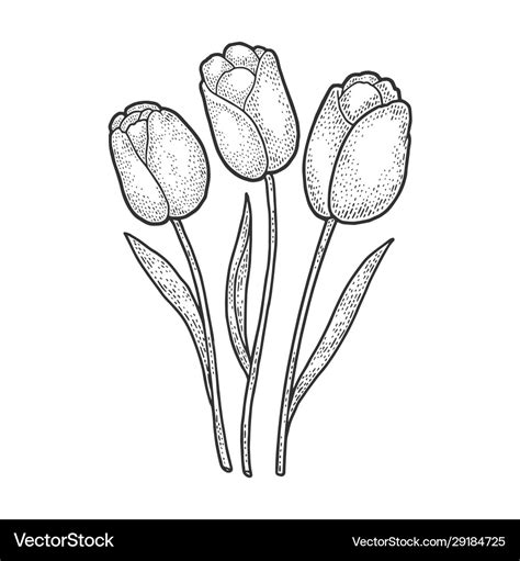 Tulip Drawing Outline