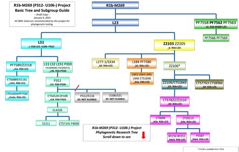 Clan Forrester Society USA - DNA Information - The Phylogenetic Tree