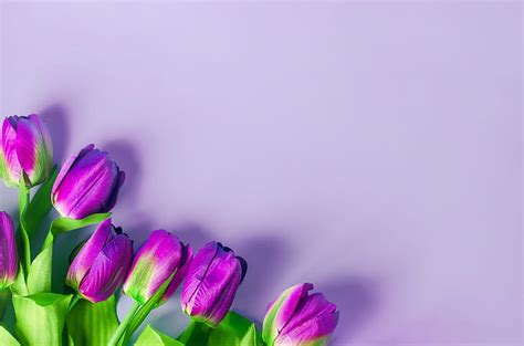 Tulips Flowers Background Hd Wallpaper | Lipstutorial.org