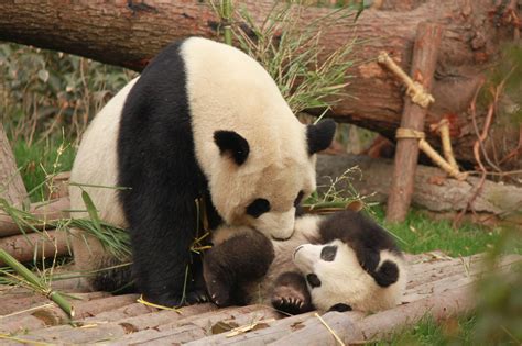 photo-of-panda-and-cub-playing-1661535 – London Art College