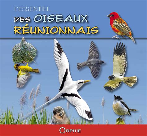 Oiseaux De La Reunion Photos - Marcus Reid