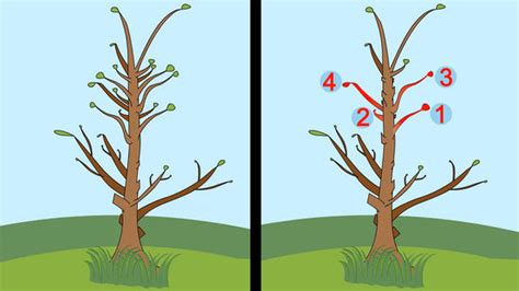 Prune Tree Vs Plum Tree