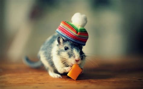 Cute gerbil wallpaper | 1920x1200 | #12587